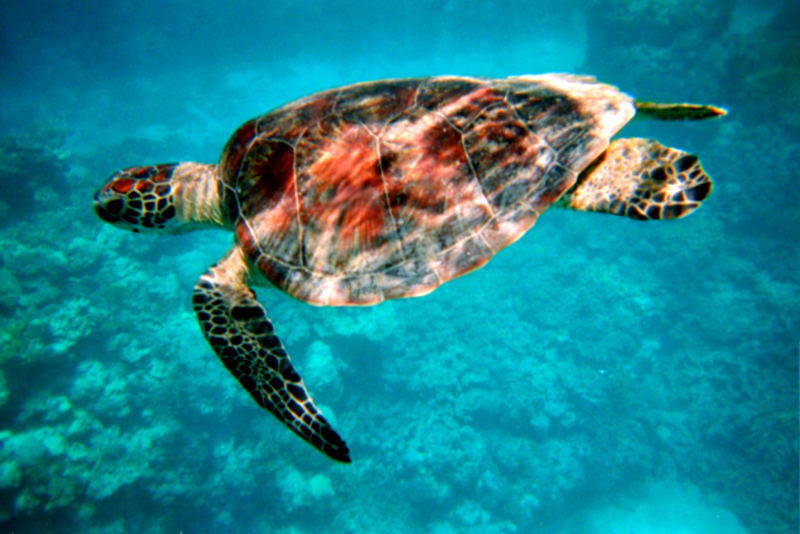 Schildi posing @ Great Barrier Reef