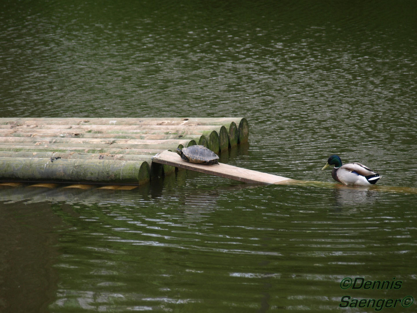 Schildi und Entchen 2