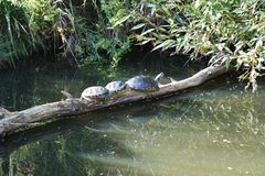 Schildis im Tiergarten