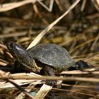 Schildkrödchen an der Sonne