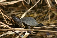 Schildkrödchen an der Sonne