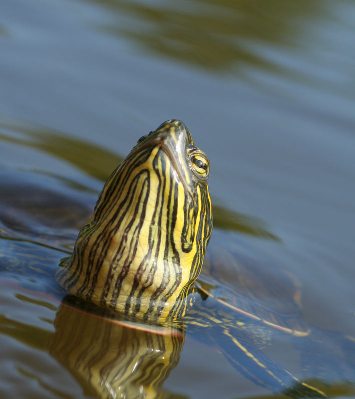 Schildkrötchen