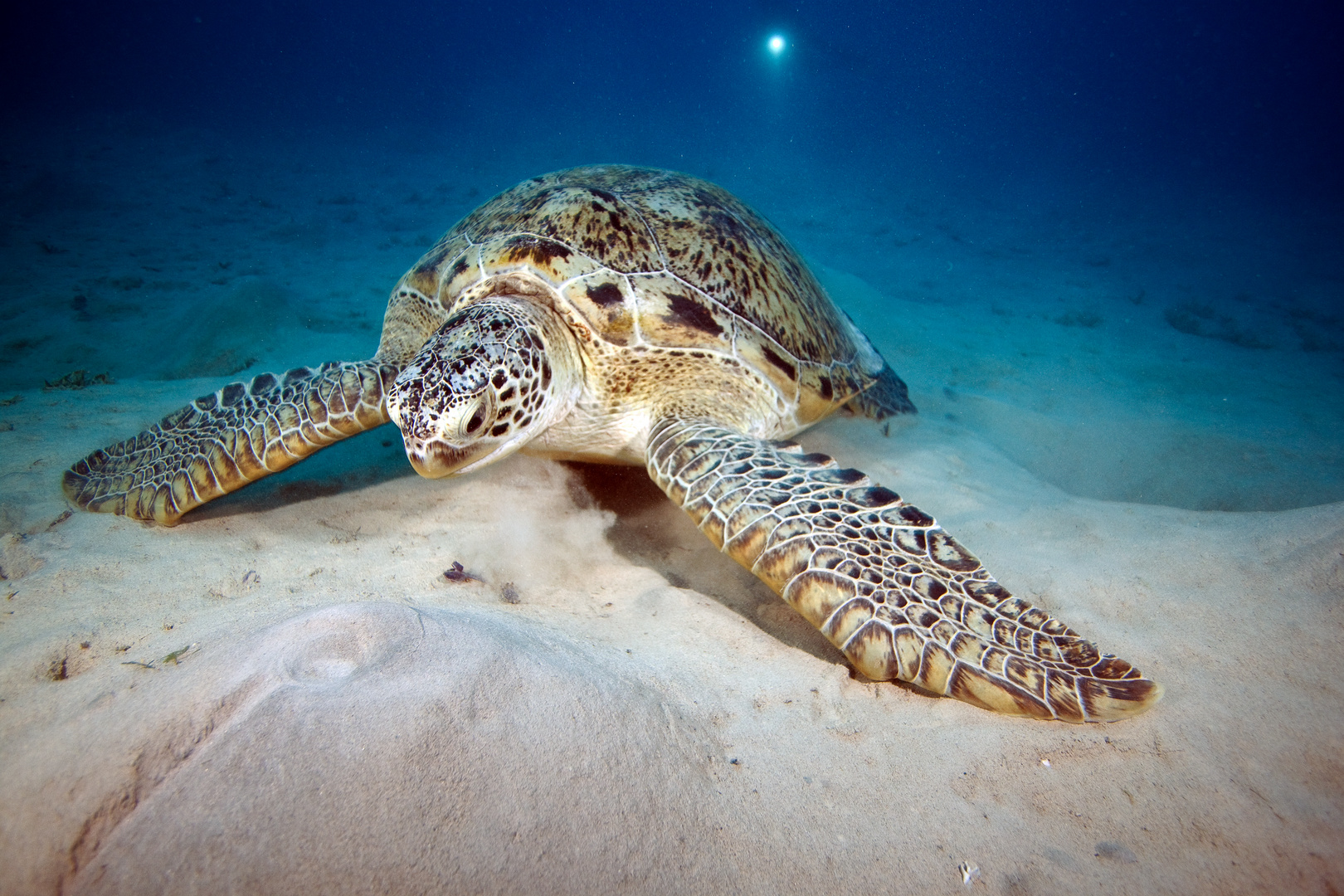 Schildkröte