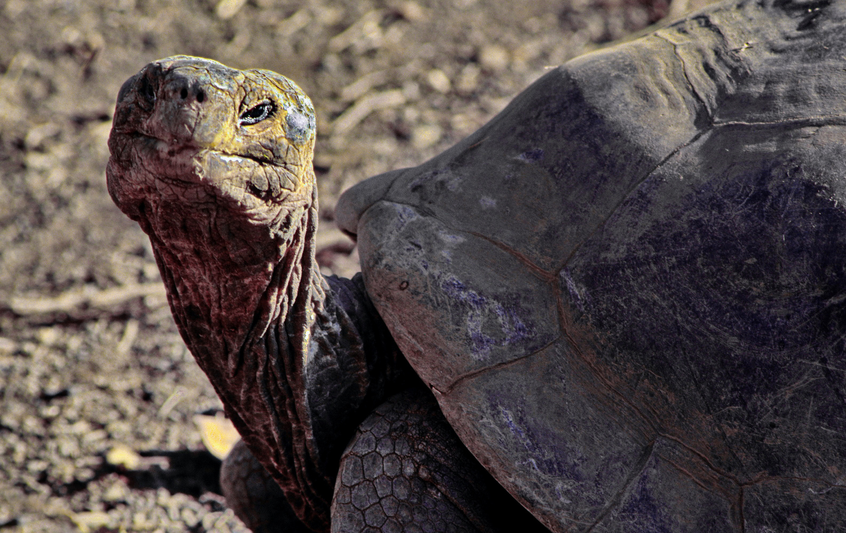 Schildkröte 01 