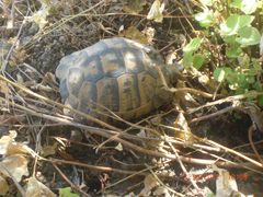 Schildkröte