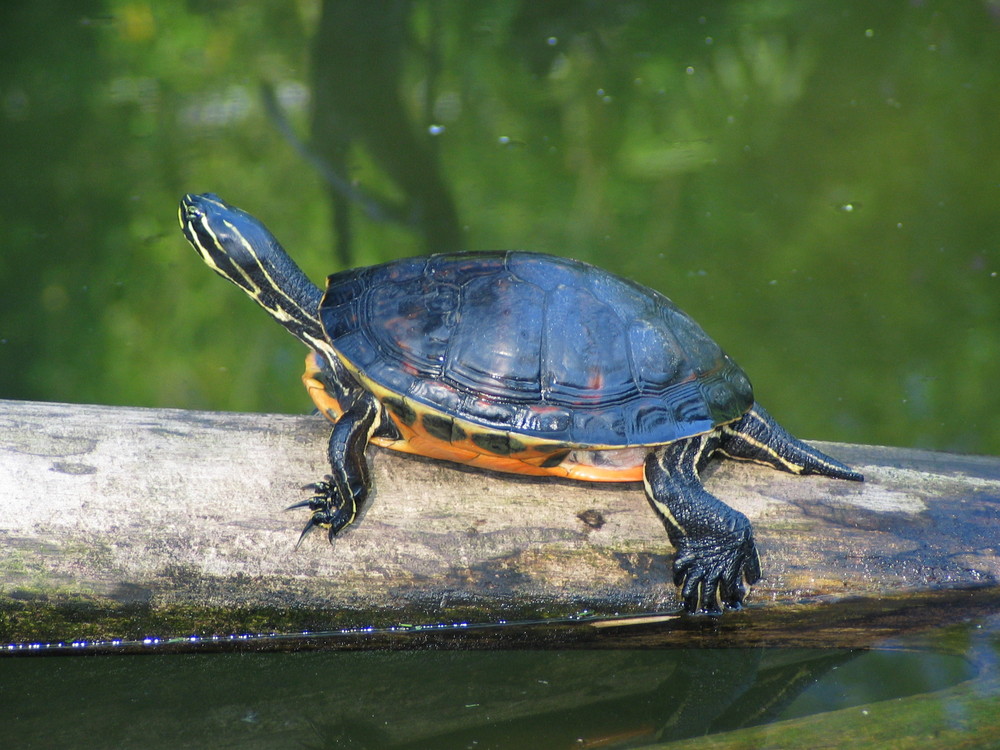 Schildkröte