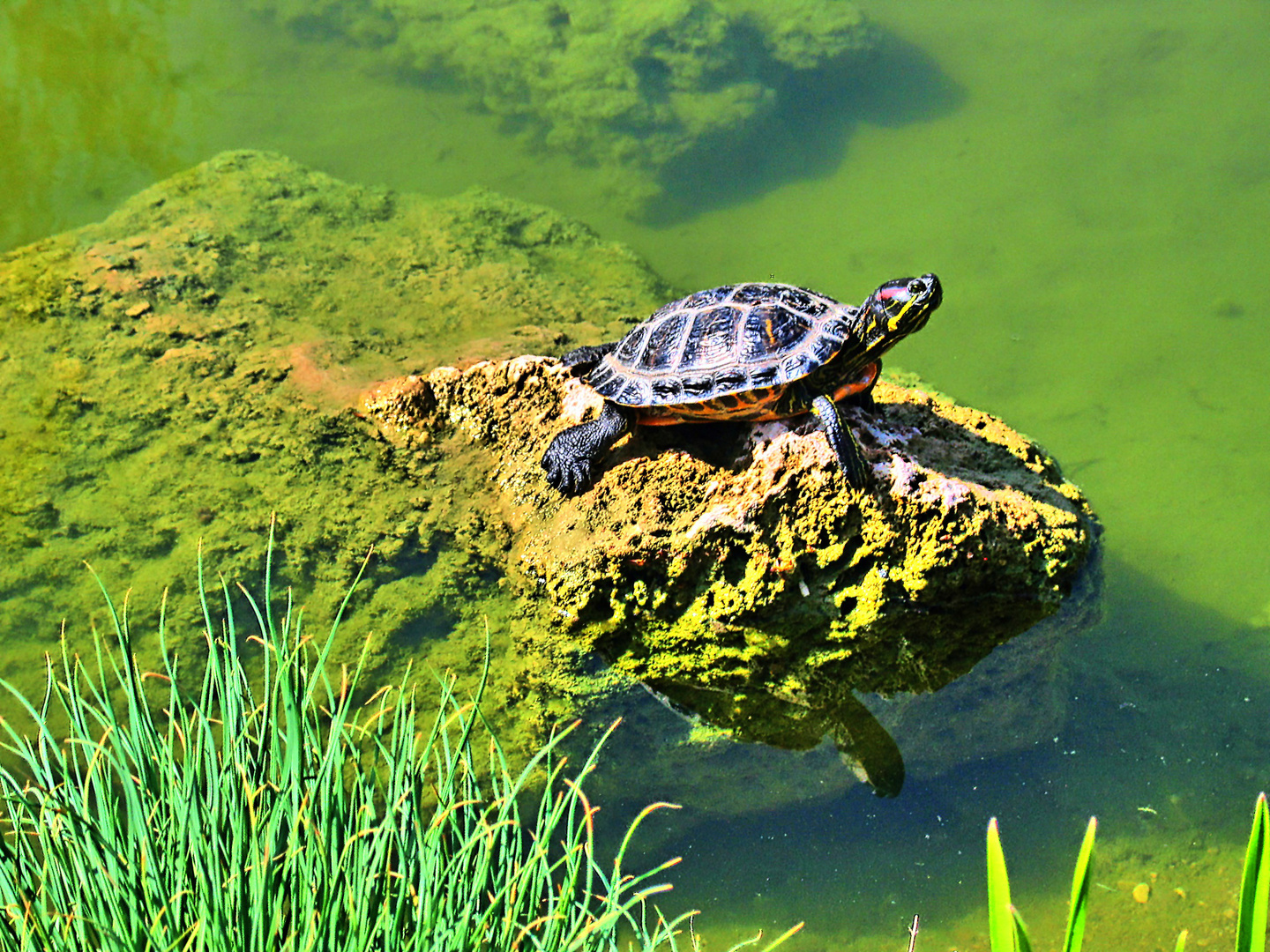 Schildkröte Foto & Bild spezial, teich, spiegelung Bilder auf