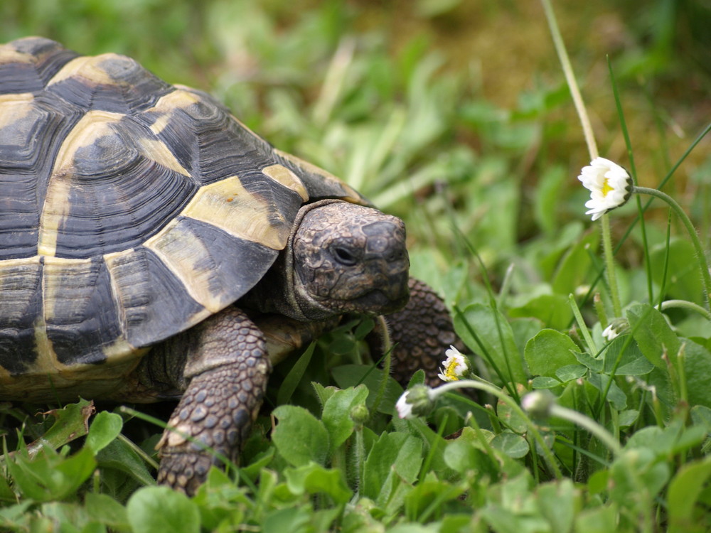 Schildkröte