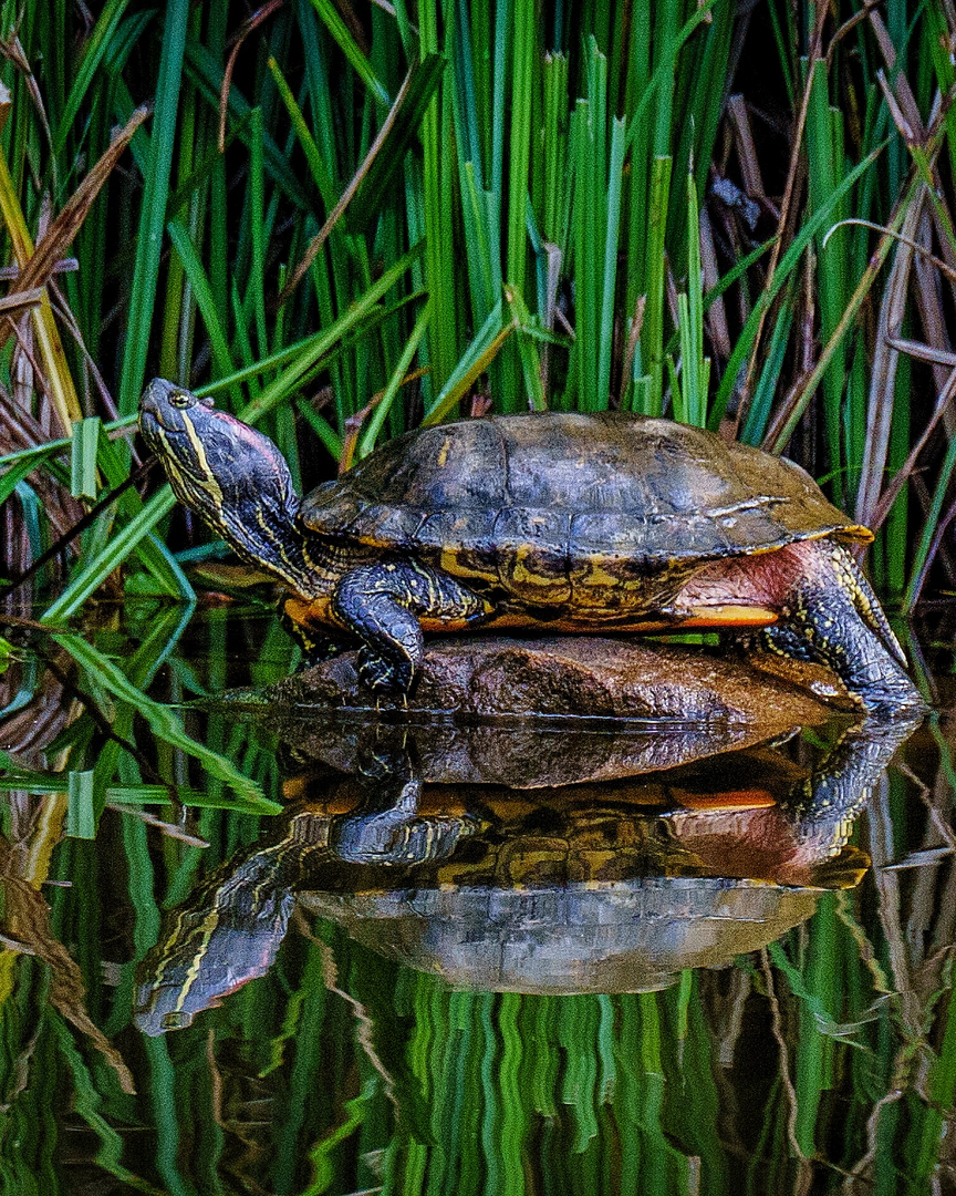 Schildkröte