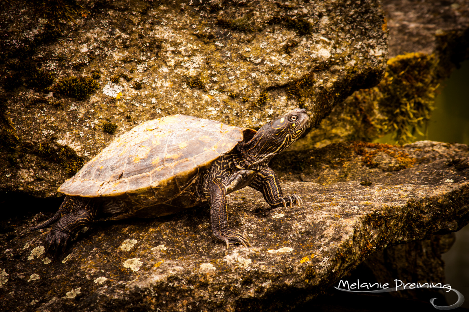 Schildkröte