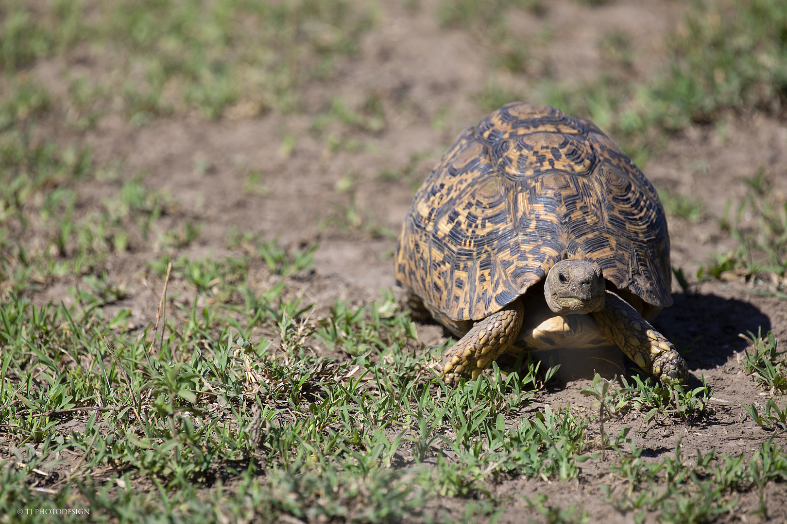 SCHILDKRÖTE 1