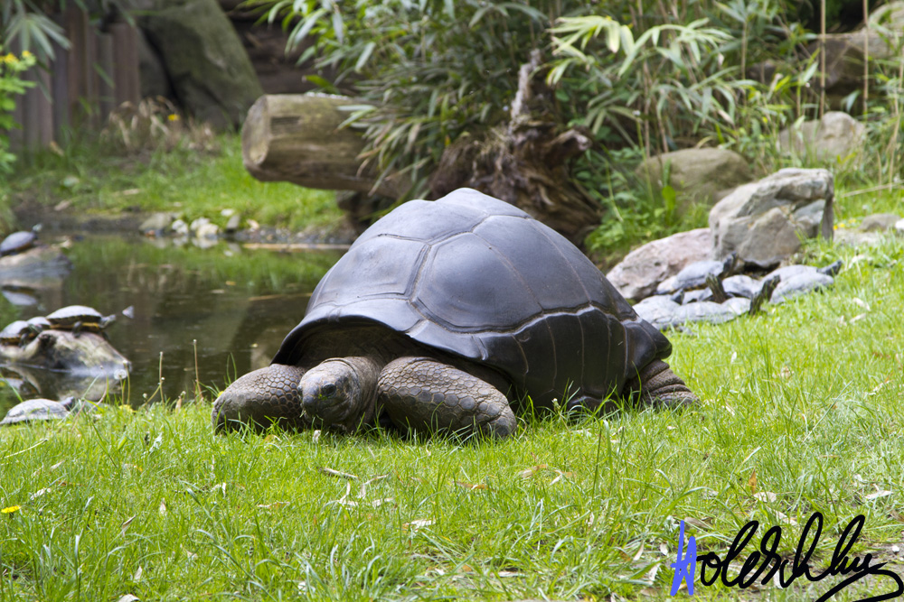 Schildkröte