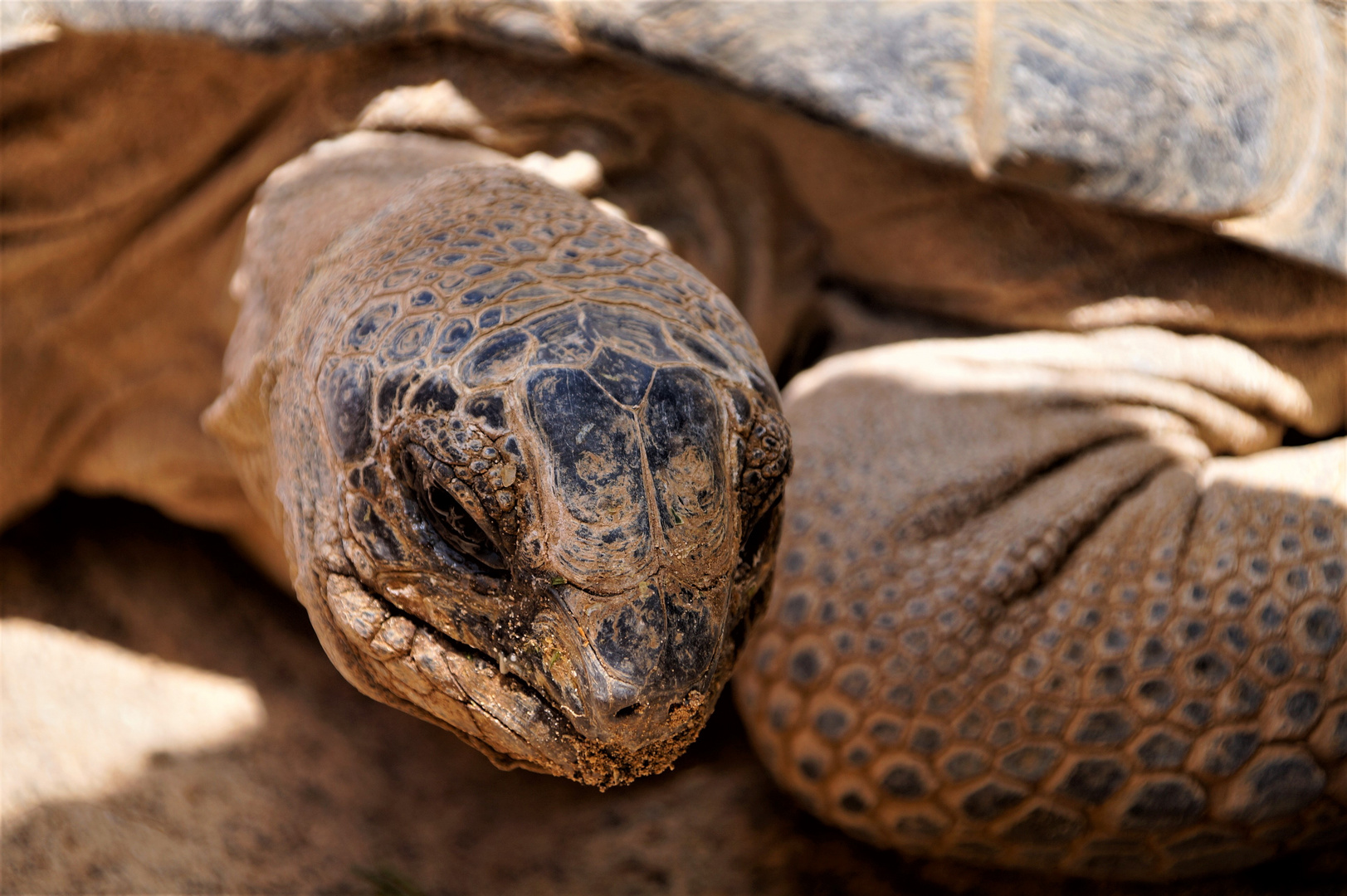 Schildkröte