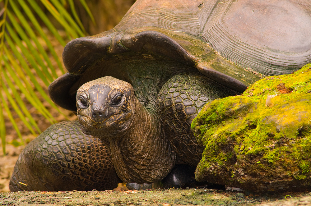 Schildkröte