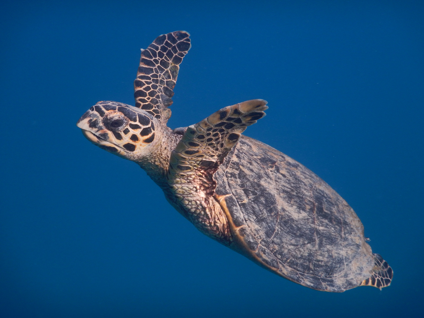 Schildkröte