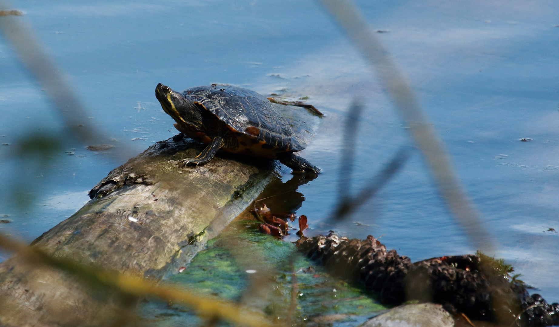 Schildkröte 2