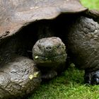 Schildkröte 2 auf Galapagos