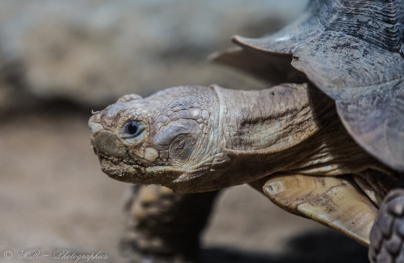 Schildkröte 2