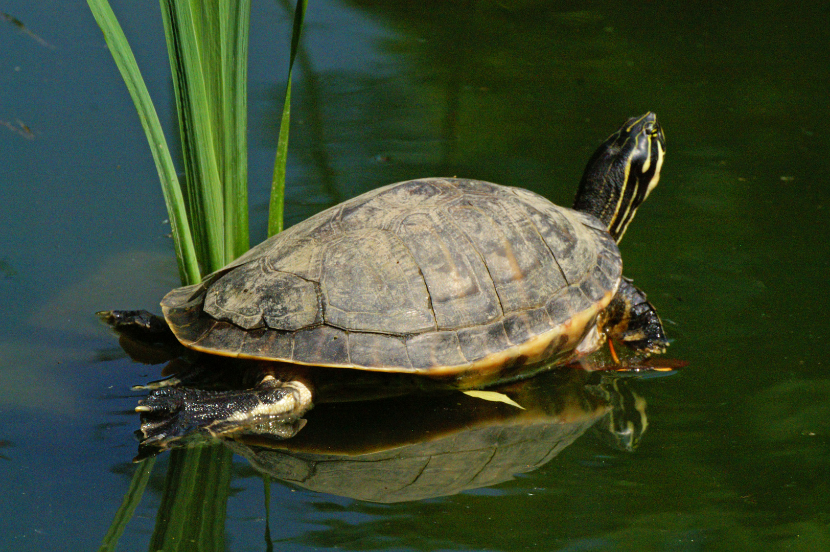 Schildkröte 2014 Bunter Garten