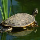 Schildkröte 2014 Bunter Garten