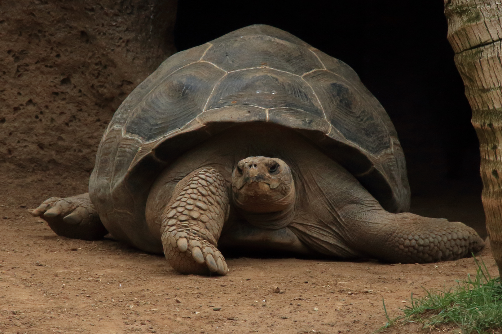 Schildkröte