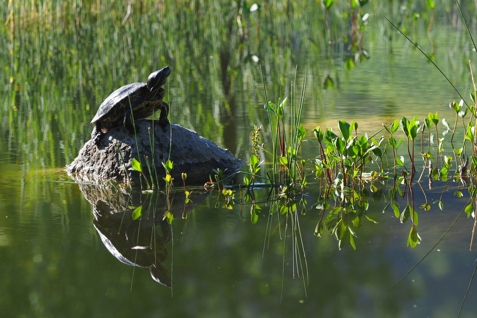 SCHILDKRÖTE