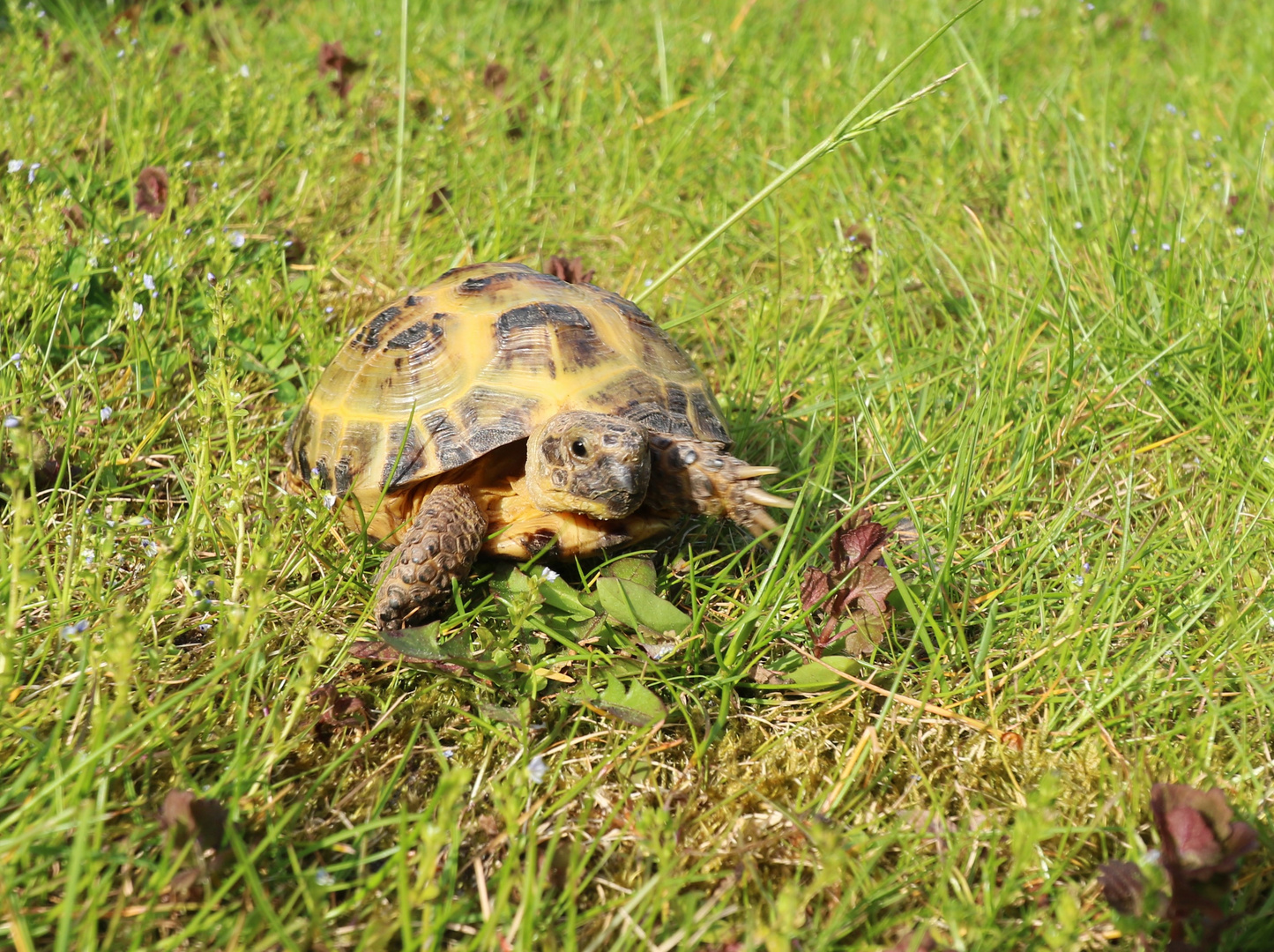 Schildkröte