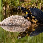 Schildkröte