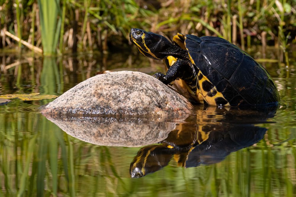 Schildkröte