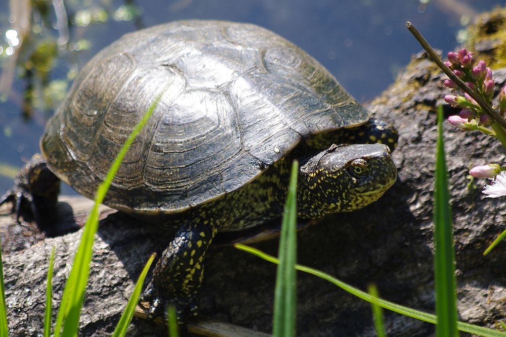 Schildkröte