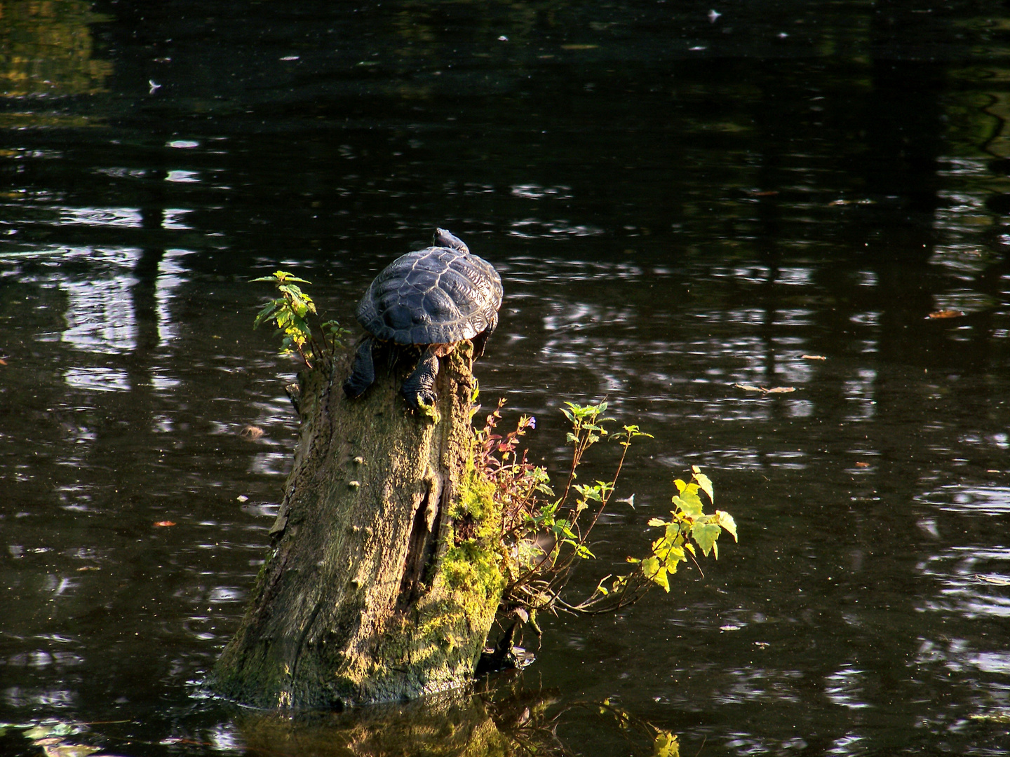 Schildkröte