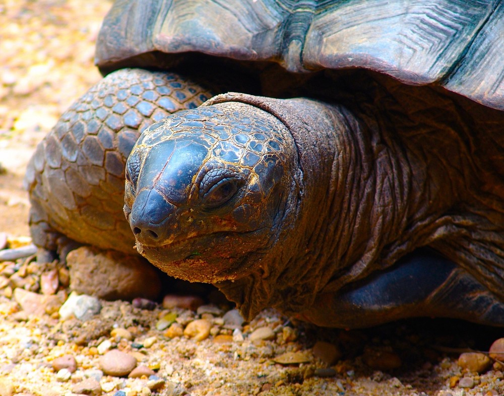 Schildkröte