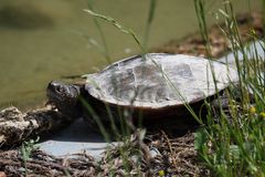 Schildkröte