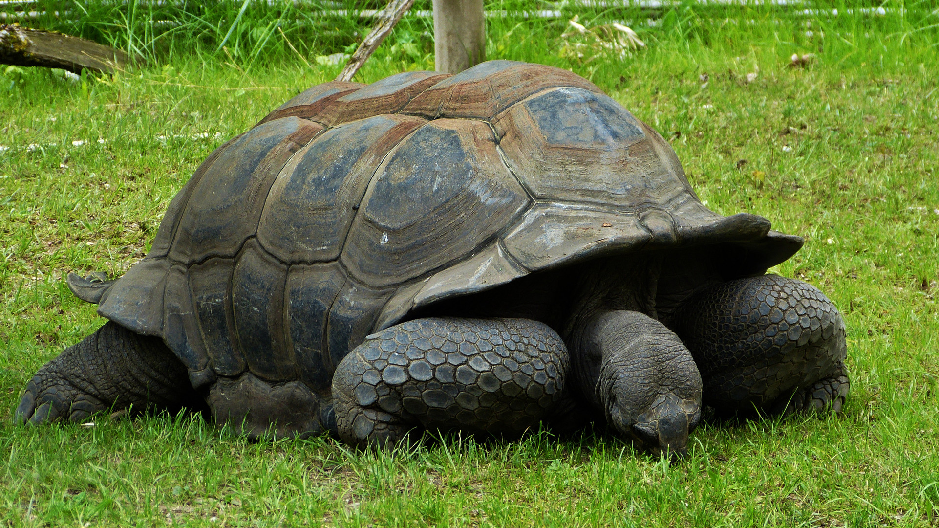 Schildkröte 3 Foto & Bild | natur, zoo, tiere Bilder auf fotocommunity