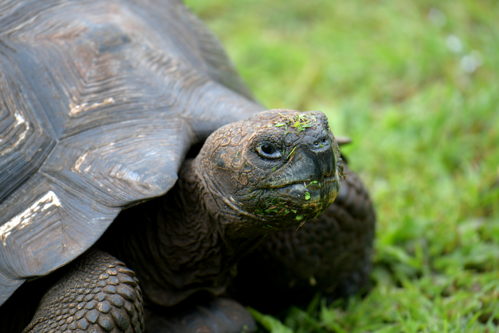 Schildkröte 3 auf Galapagos