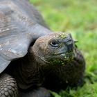 Schildkröte 3 auf Galapagos