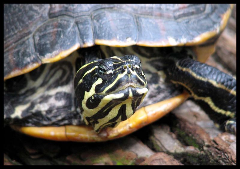 Schildkröte