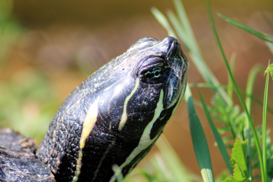 Schildkröte