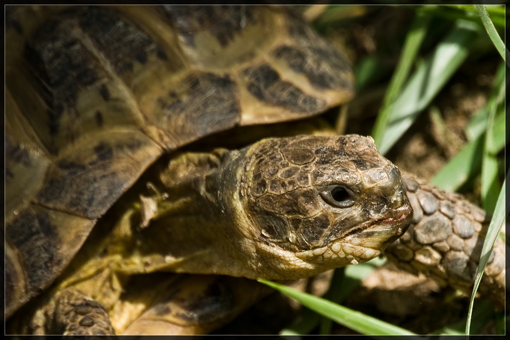 Schildkröte