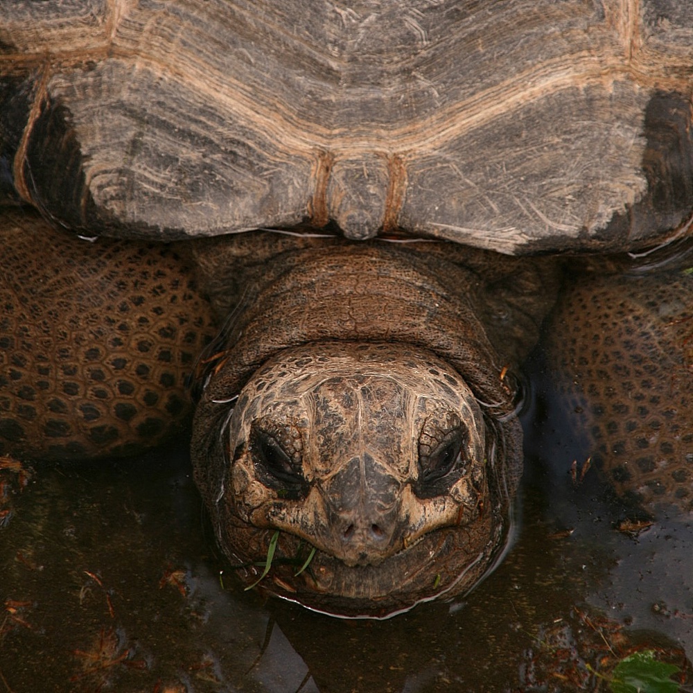 Schildkröte