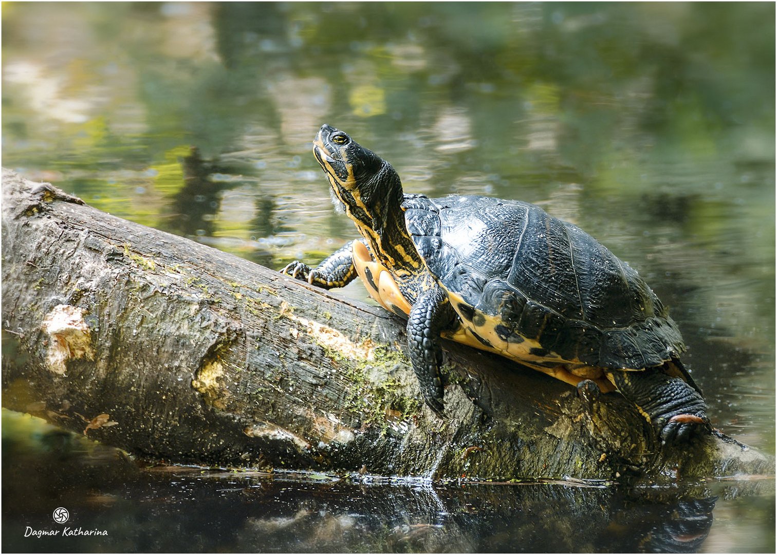 Schildkröte