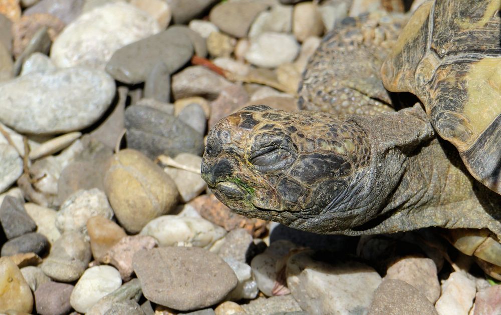 Schildkröte