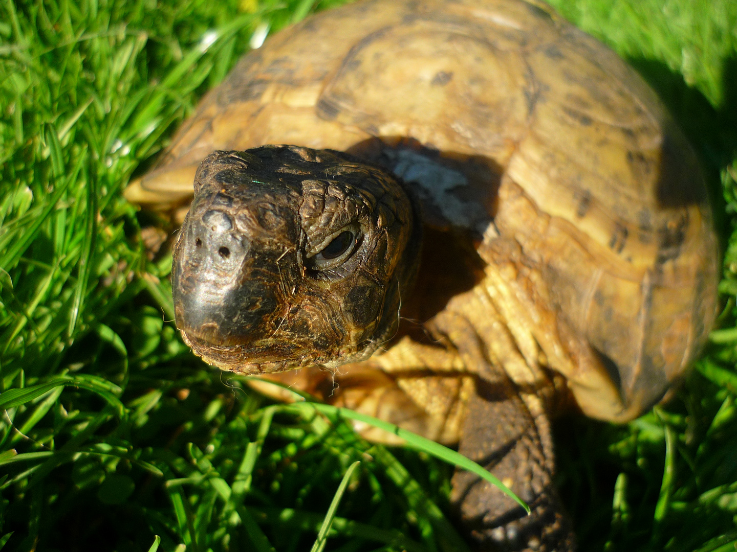 Schildkröte