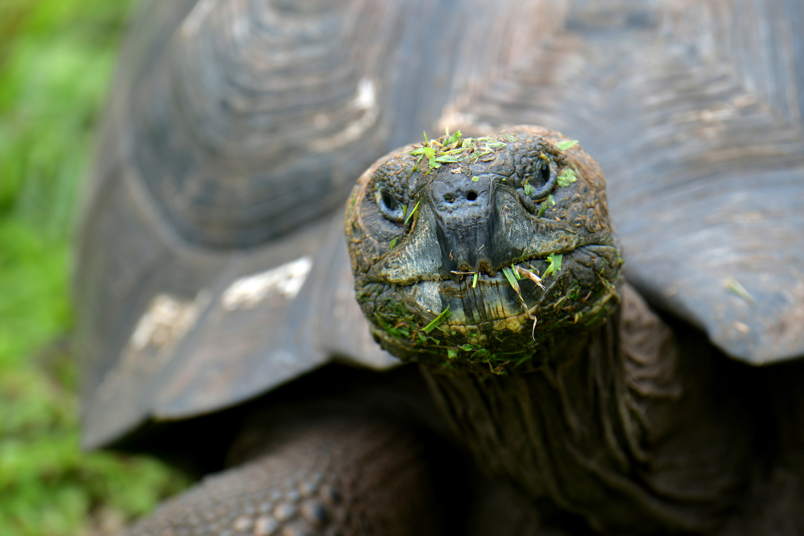 Schildkröte 4 auf Galapagos