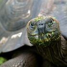 Schildkröte 4 auf Galapagos