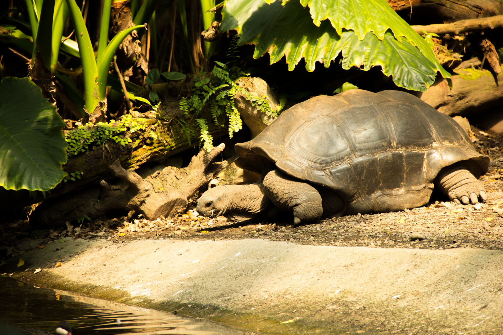 Schildkröte