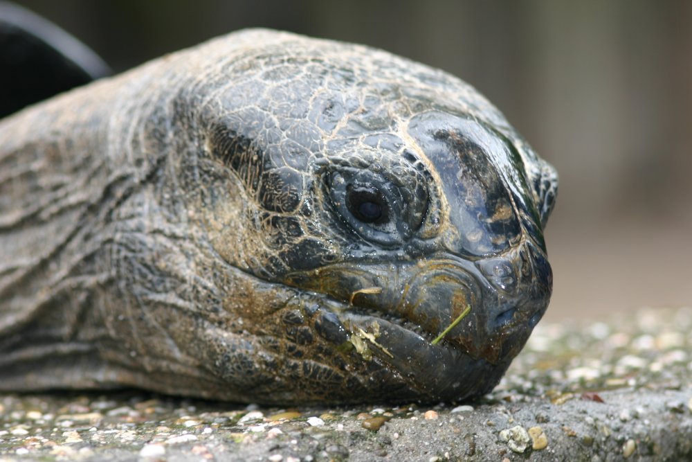 Schildkroete