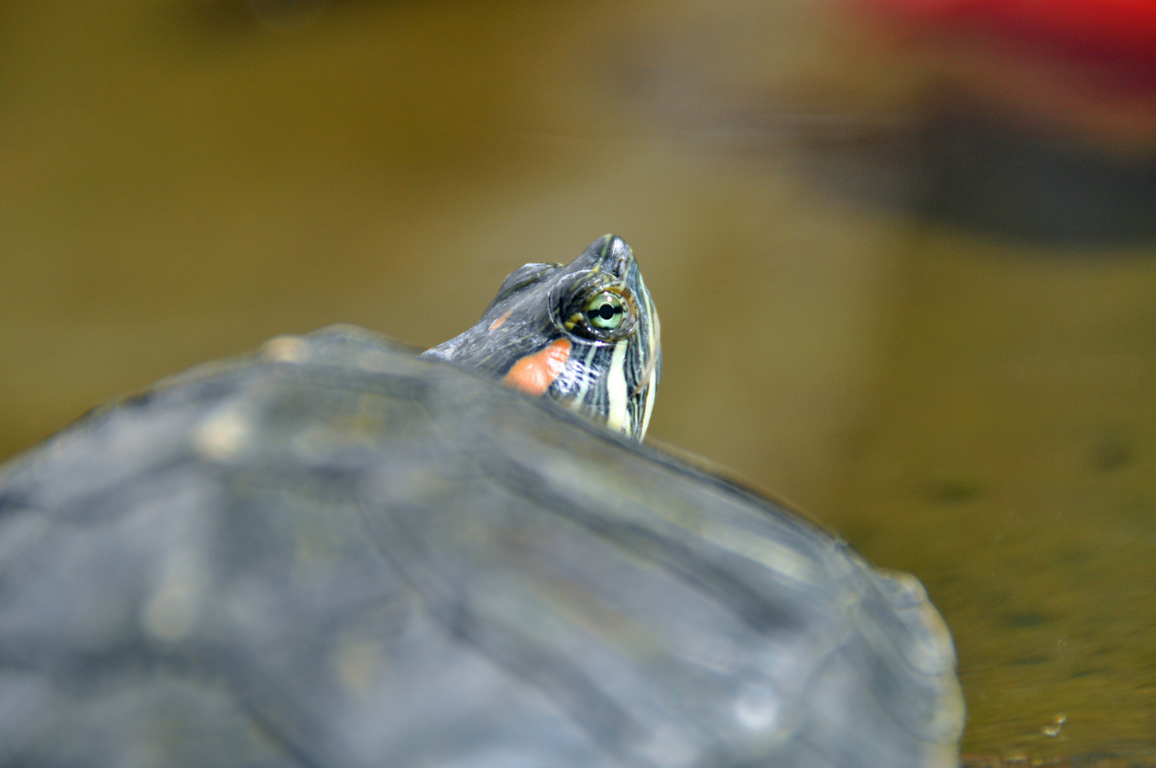 Schildkröte