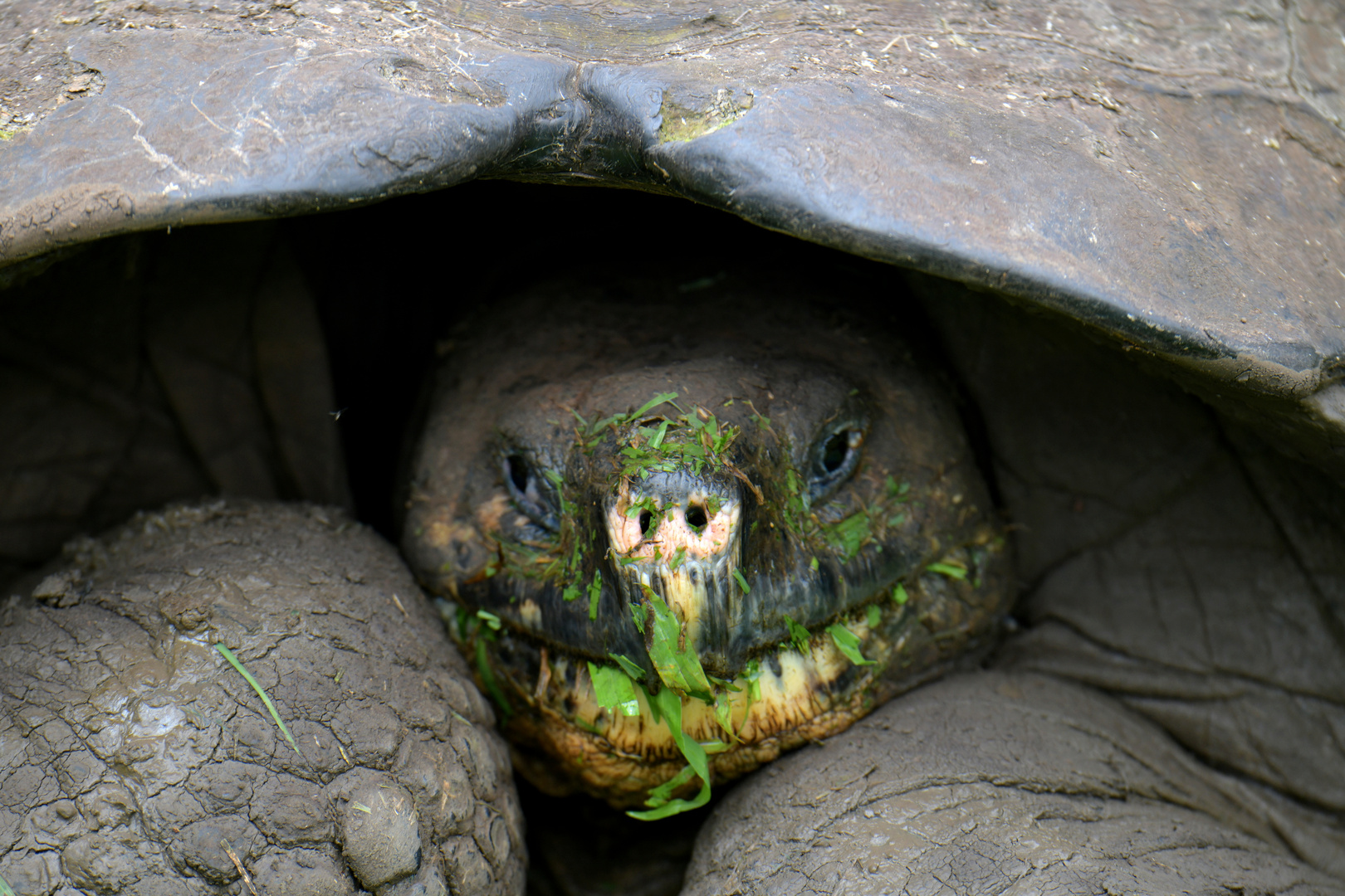 Schildkröte 5 auf Galapagos