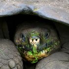 Schildkröte 5 auf Galapagos